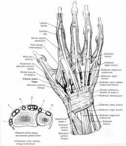 Diagram of the anatomy of the human hand