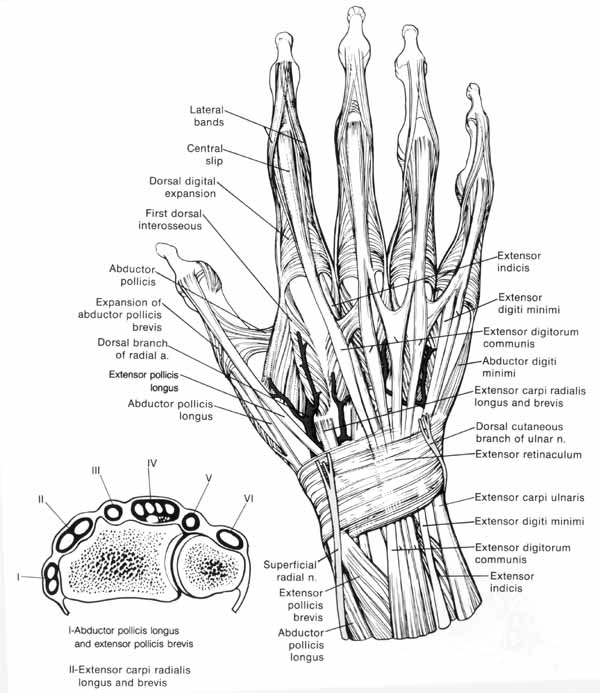 The Anatomy Of A Hand