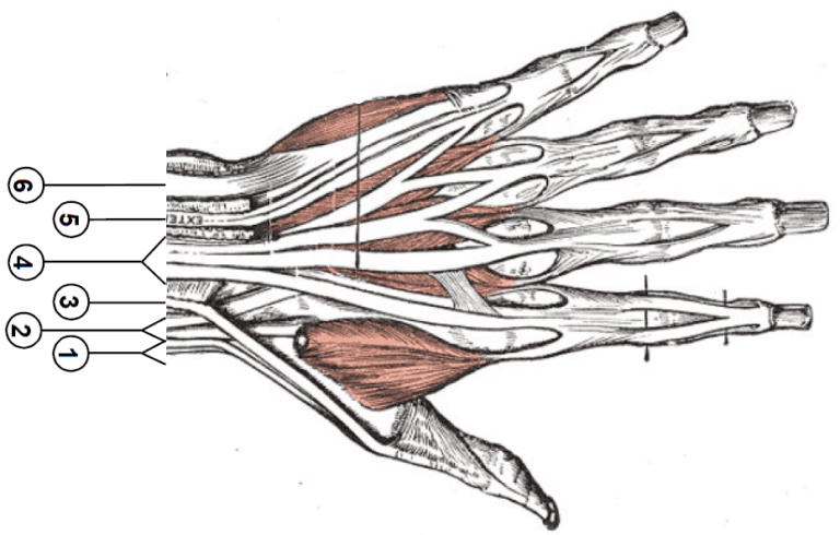 Hand surgery diagram